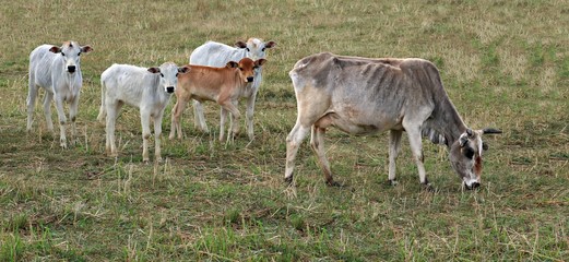 Zebu cow with four calves following her in the pasture field