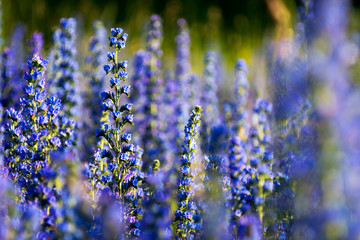 Blueweed - Viper's Bugloss, Echium vulgare wildflowers in full blossom in Sweden