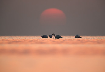 Greater Flamingos and the sun in the morning, Asker, Bahrain