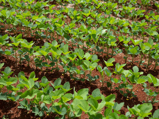 Green Soy