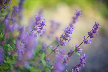 Violet wild flowers growing in spring field