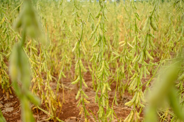 Obraz premium Green Soy