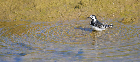 Pied Wagtail having a bath