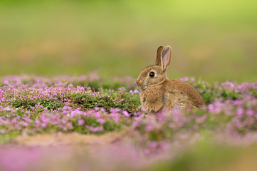 Cute wild rabbit in the natural environment, wildlife, close up, detail, Czech Republic, Europe,...