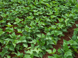 Green Soy