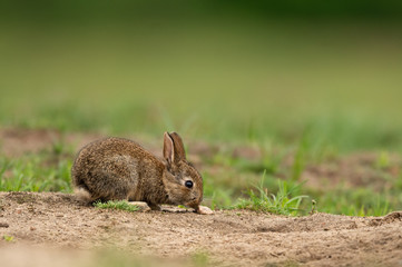 Cute wild rabbit in the natural environment, wildlife, close up, detail, Czech Republic, Europe, European rabbit, Oryctolagus cuniculus