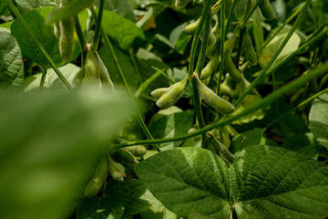 Green Soy