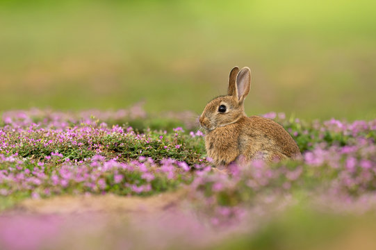 Fototapeta Cute wild rabbit in the natural environment, wildlife, close up, detail, Czech Republic, Europe, European rabbit, Oryctolagus cuniculus