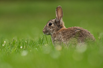 Naklejka na ściany i meble Cute wild rabbit in the natural environment, wildlife, close up, detail, Czech Republic, Europe, European rabbit, Oryctolagus cuniculus