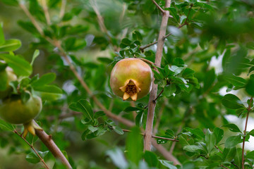 Green pomegranate fruit hanging on a tree branch in the garden. 