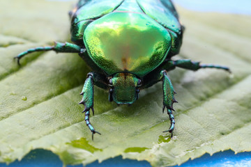 Macro photo of Cetonia aurata on a green leaf