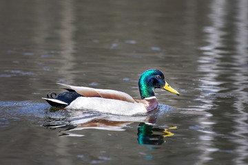 Drake Mallard Portrait, an up close and personal view of a Drake Mallard in water.