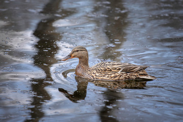 Drake Mallard Portrait, an up close and personal view of a Drake Mallard in water.