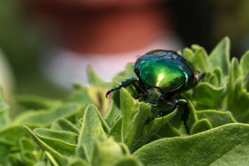 Macro photo of Cetonia aurata on a green leaf