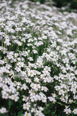 Decorative small white flowers. Carpet of white flowers.