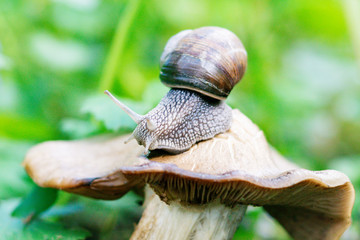 The snail crawls on the mushroom cap