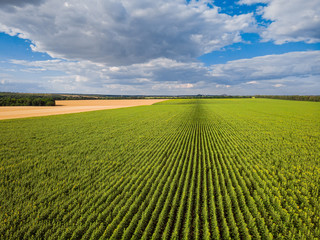 Beautiful drone view from above on the border between two fields