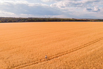 Trace of the track from a tractor in the wheat and sunflower field.