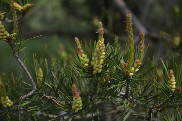 Blooming buds of pine cones close-up and green needles on the branches of a pine tree in the...