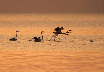 Greater Flamingos takeoff at Asker, Bahrain