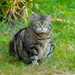 Naklejka na ściany i meble A fat cat standing in the garden, funny animal 