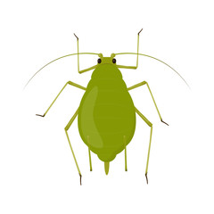 Aphid isolated on white background. Insect pest illustration