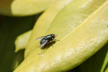 A garden fly is resting on a leaf