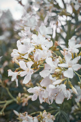White Flowers Backyard