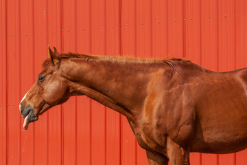 A chestnut horse sticking his tongue out with saliva dripping from it against a red shed wall in the sun.