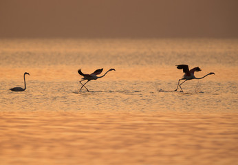Greater Flamingos takeoff in the morning, Asker, Bahrain
