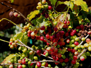 Red and green berries with small cobweb in the rays of sunlight