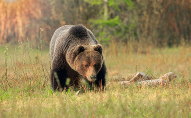Obraz na płótnie Canvas Wild brown bear in natural habibat. Brown bear in nice forest. Ursus arctos,close up.Wildliffe photography in the slovak country (Tatry)