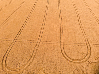 Aerial view of wheat field with tractor tracks. Farm from drone view.