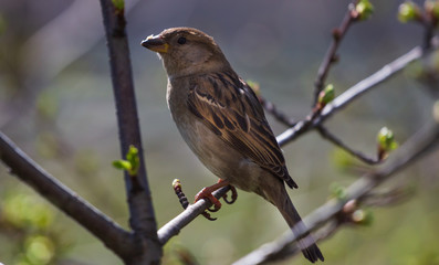 House sparrow perched on a tree branch.