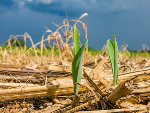 Two field corn sprouts in a field that was planted with no tillage into corn stalks and cover crops with storm clouds in the background.