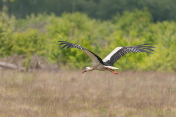 Bocian żerujący na łące.