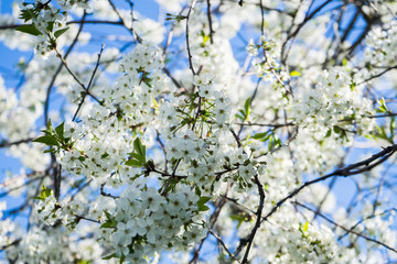 blooming cherry in the spring garden. Bloom. White flowers of cherry blossomed. Orchard