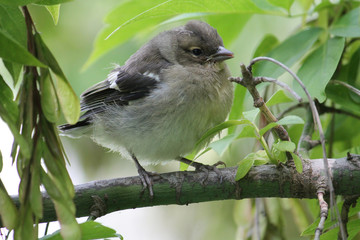 Chick of chaffinch (Fringilla coelebs) in wild. May, Belarus