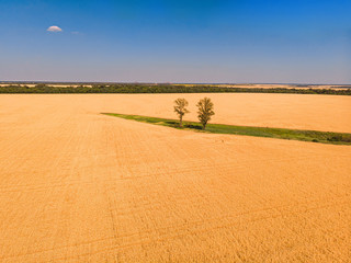 Fototapeta na wymiar Amazing island of green trees, in a yellow field of wheat, in agricultural land
