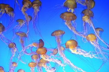 Fascinating jellyfish