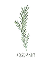 rosemary herb and spice illustration on white