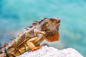 Lizard Iguana, in a cave where lizards live.