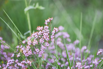 Obraz premium Close-up of pink wild flower, Erica umbellata.
