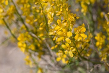 Textured yellow blooms emerge from Desert Senna, Senna Armata, Fabaceae, native shrub in the...