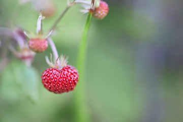 Close-up of wild strawberry on green background, Fragaria vesca.