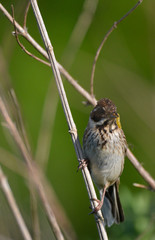 Thrush Bird in Wheldrake Ings near York while bird watching
