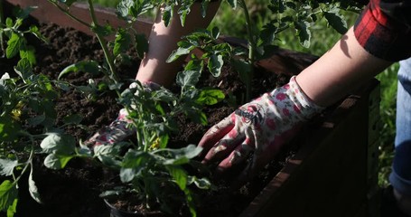 Gloved hands plant the seedlings into the soil. Urban gardening in boxes. Vegetable and flower garden in raised beds