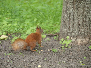 Red squirrel sits in the park on the paving slabs