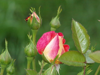 garden rose Gloria of different colors in the garden blooms very beautifully