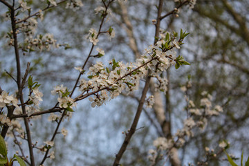 Cherry blossom on a bright Sunny day in the Park